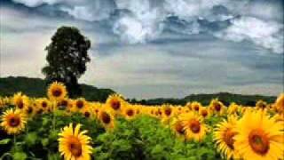 Video thumbnail of "Nicolas Jaar - Sunflower"