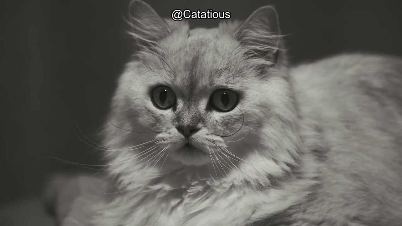 Understanding Your Cat's Tail Language: What It Really Means! 🐾 Unlock the Secrets Today!