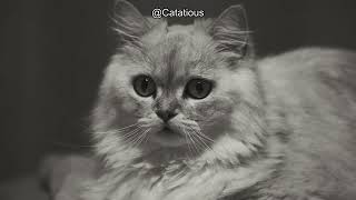 Understanding Your Cat's Tail Language: What It Really Means! 🐾 Unlock the Secrets Today!