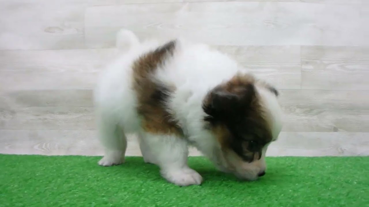 Coo&RIKU No.00768233 パピヨン - YouTube