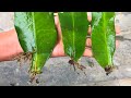 Cách nhân giống hoa quỳnh bằng lá | Epiphyllum