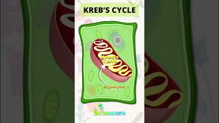 Kreb’s Cycle Trick
