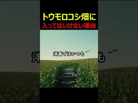 トウモロコシ畑に入ってはいけない理由