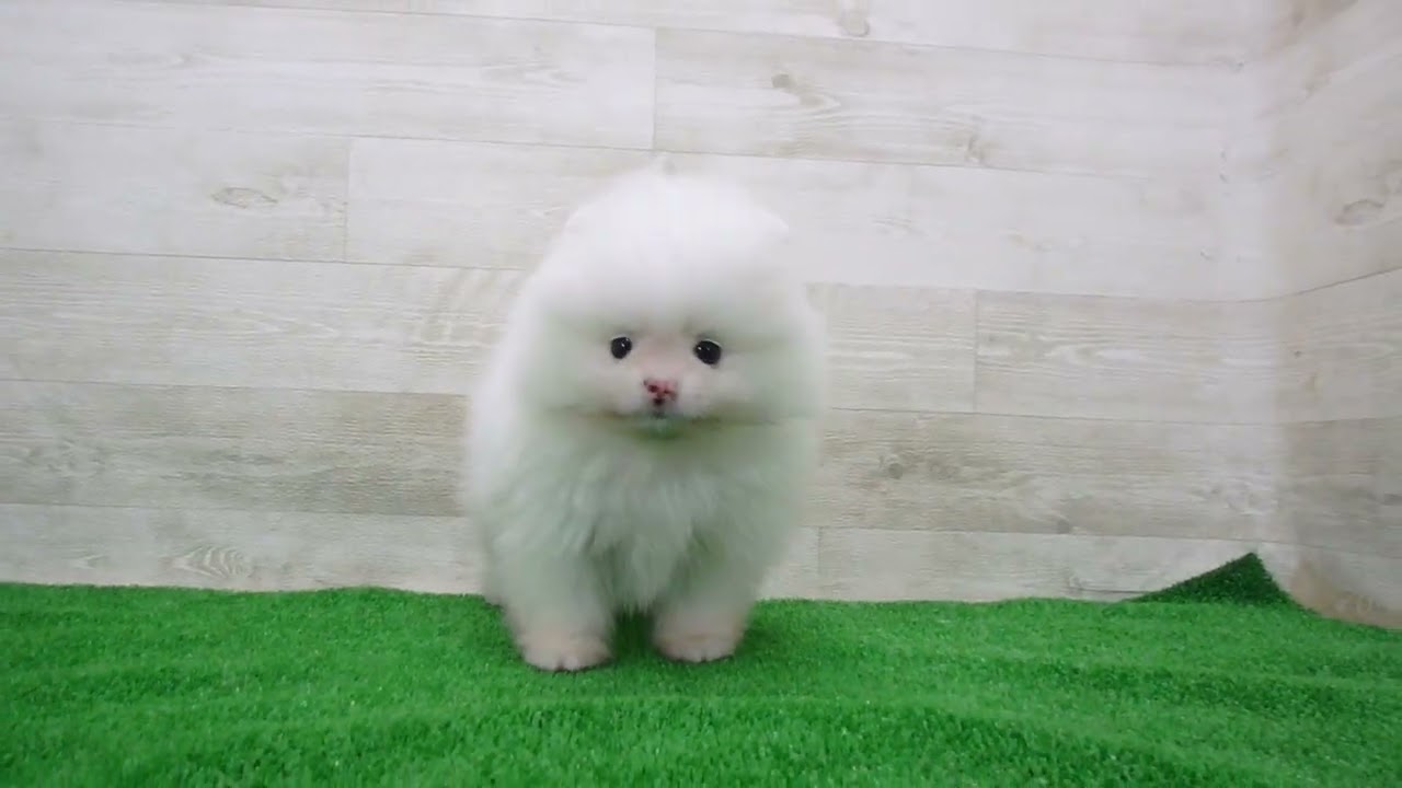 Coo&RIKU No.00747374 ポメラニアン - YouTube