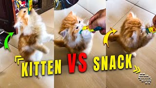 Kitten Refuses to Let Go of Its Snack