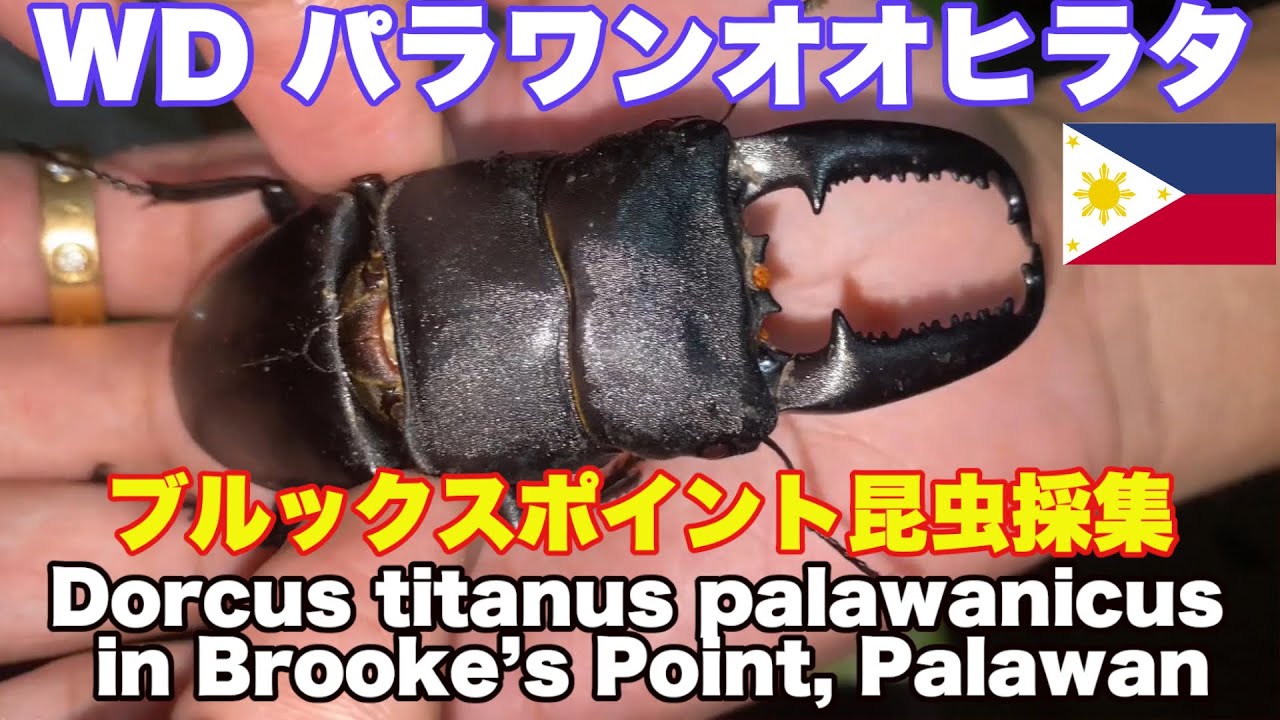 WD パラワンオオヒラタクワガタ。パラワン島 ブルックスポイント 昆虫採集の旅。蝶マニラ必見！Dorcus titanus palawanicus in Brooke’s Point, Palawan