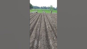 #BHU, Research Farm, @DDKisan @KNMAURYA @khetikipathshala @AgriTalkbyAbhinavRoy