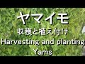 ヤマイモ　収穫と植え付け　Harvesting and planting of yams