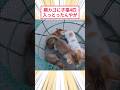網カゴに子猫4匹入っとったんやが #2ch動物スレ #猫動画 #猫のいる暮らし