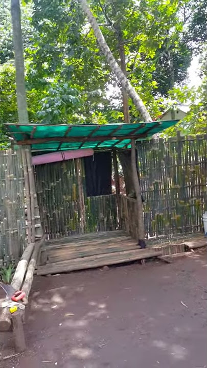 Suara tonggeret di siang hari.