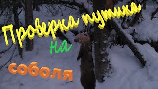 видео: Третья проверка капканов КА-2У на соболя Первый раз на лыжах. Одна установка разобрана Трофей забрал картинка: Третья проверка капканов КА-2У на соболя Первый раз на лыжах. Одна установка разобрана Трофей забрал
