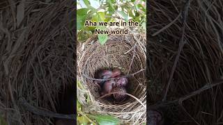 #teachingmethods #nursery #govtschool #nest