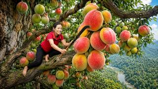 Harvesting Giant Royal Peaches on a Cliffside Tree | Rare Fruits Sold Out Fast at Market screenshot 4