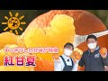紅甘夏(2022年4月3日放送)