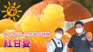 紅甘夏(2022年4月3日放送)