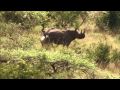 LEWA WILDLIFE CONSERVANCY  PART ONE