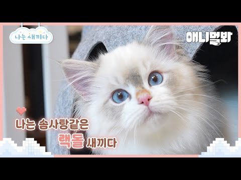 나는 태어난 지 4개월 된 랙돌 새끼다 [애니멀봐 나새끼 110호]ㅣI&amp;#39;m 4 Month Old Ragdoll Baby [I&amp;#39;m A Baby 110th]