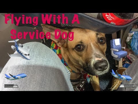 FLYING WITH A SERVICE DOG || FAINTING SPELL CAUGHT ON CAMERA || MARCH 10TH, 2019
