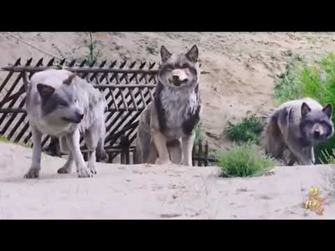 لحن تركي حزين مع فيلم مطلوب الفيلم وكلاء الاميرة Sad Turkish Tune With Wanted Movie