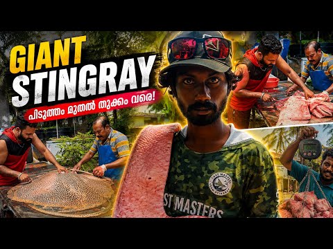ചൂണ്ടയിൽ പിടിച്ച വലിയ പുള്ളി തിരണ്ടി | വലുപ്പം കാരണം വെട്ടിയതിന് ശേഷമാണ് തൂക്കിയത് 😳😱