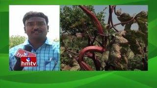 Nela Talli | Vegetable Farming Tips | Why Farmers Quit Agriculture ? | Tobacco Cultivation | HMTV