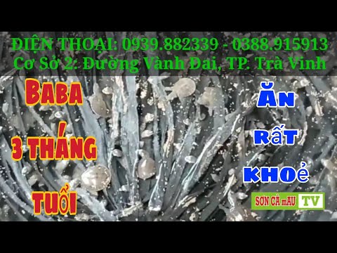 Video CHO BABA 3 THÁNG TUỔI ĂN THỨC ĂN TẠI NÔNG TRẠI || SƠN... - youtube
