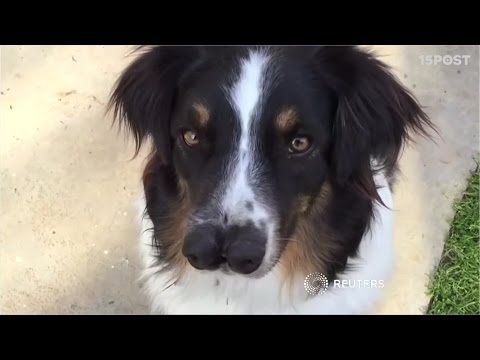 Video: Perro De Dos Narices Busca Un Hogar Para Siempre