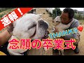 【新たなる旅立ち】フレンチブルドッグ小次郎、幸せにな〜れ!!!