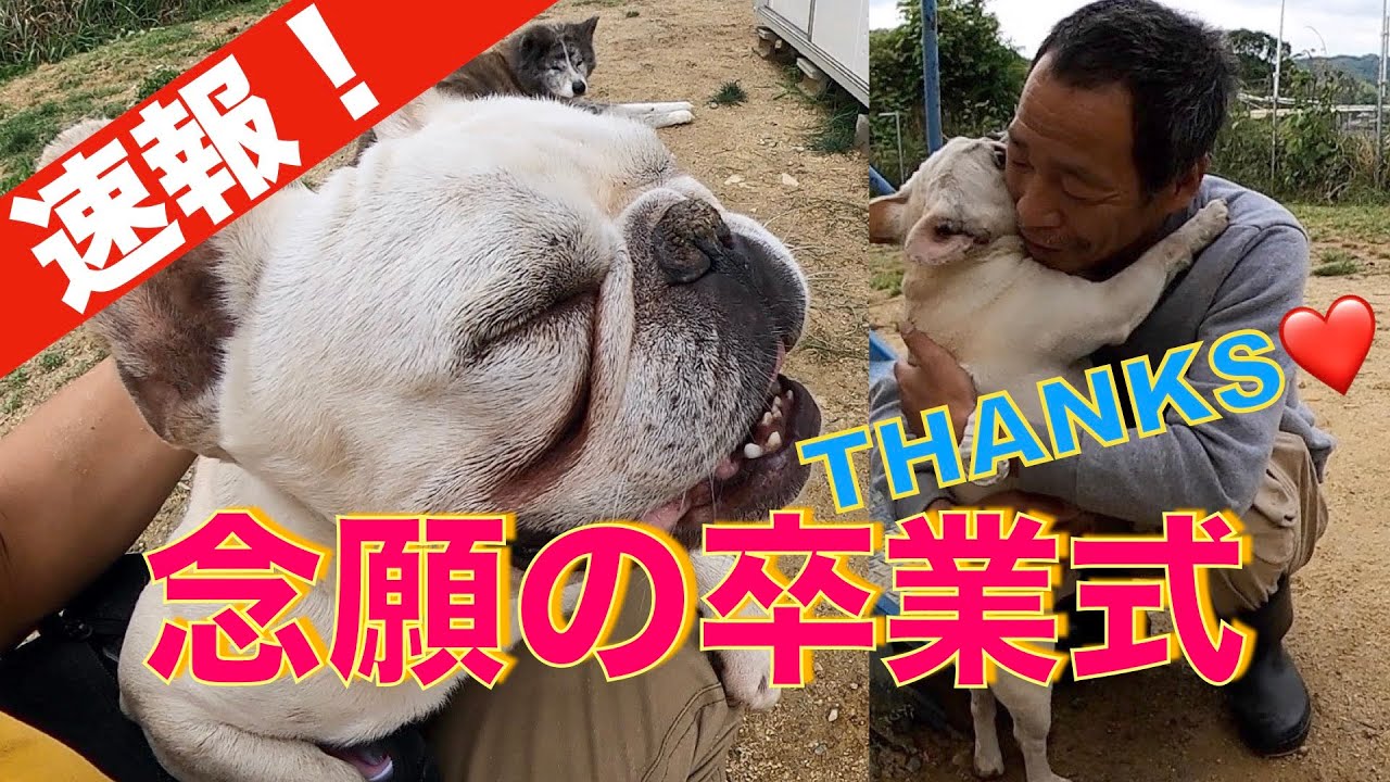 【新たなる旅立ち】フレンチブルドッグ小次郎、幸せにな〜れ！！！