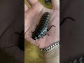 オオゴキブリが現れました #shorts