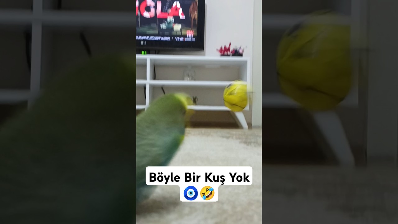 Top Delisi Gevezem 😊 #muhabbetkuşu #muhabbetkuslari #muhabbetkuşufıstık #kuslar #parrot #budgey