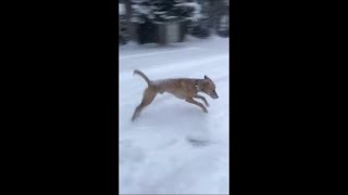 Happy Doggo Bouncing in Snowland