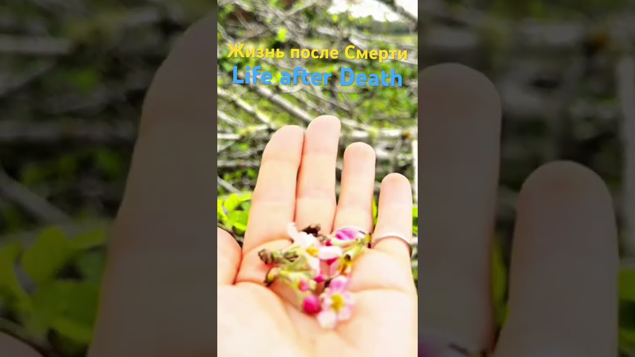 Life after Death. 🌸🍎 Жизнь после смерти. 🌸🍏 