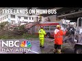 Tree Falls on Muni Bus, Power Lines in San Francisco