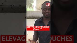 Élevage : quand les mouches deviennent une solution rentable et écologique (Partie 1)