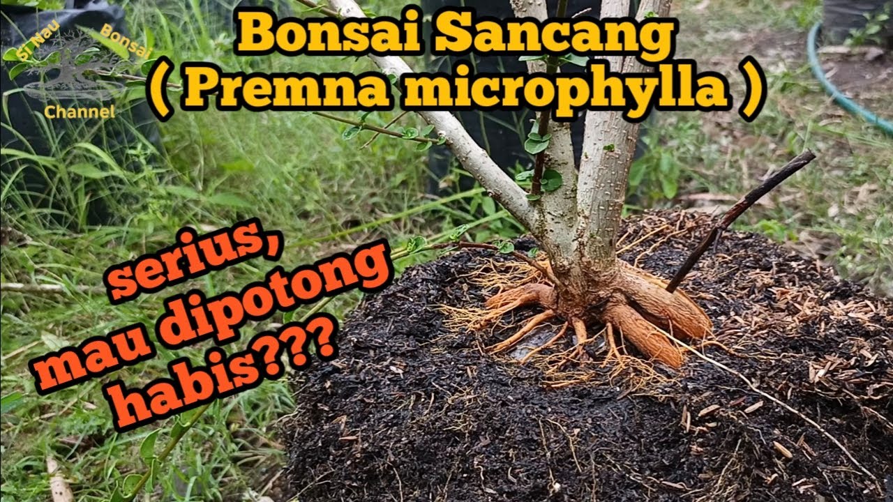 Bonsai Sancang ( Premna microphylla ) Pm 010... Serius, mau dipotong habis...??? 
