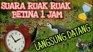 Suara Ruak Ruak Pikat 1 jam Paling Ampuh Langsung Datang