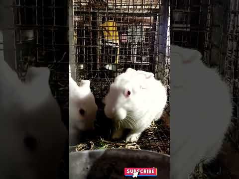 Kodaikanal Mannavanur Rabbit Form Shorts