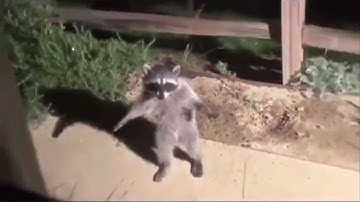 FUNNY RANDOM INTERNET VIDEOS #12