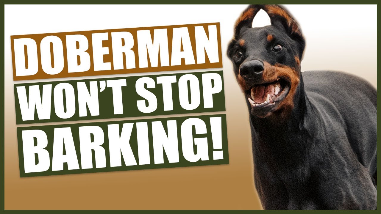 How To Stop Your Doberman Barking