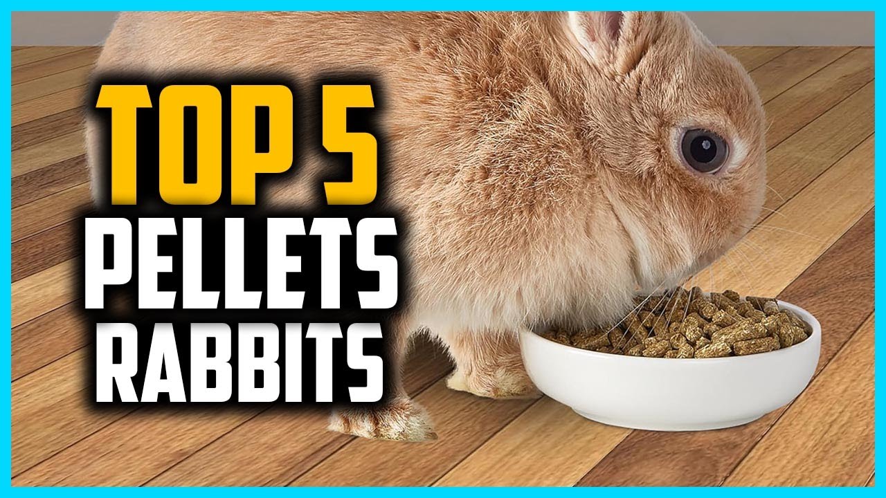 Top 5 Best Pellets, Hay, Chews, and Cubes for Rabbits in 2024 - YouTube
