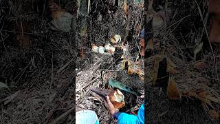 Edisi Ngupas Rebung Yang Imut harvestbambooshoots bambooshoot