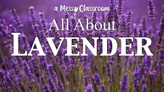 The Magic of Lavender: History, Uses, Fun Facts, and Why It’s Loved Around the World