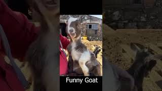 Funnny Goats | goats shorts funny | goats eating food | shorts | YouTube Shorts #shortsfeed  #short