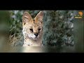 Wild Fauna / Хищник Африки / 3 часть