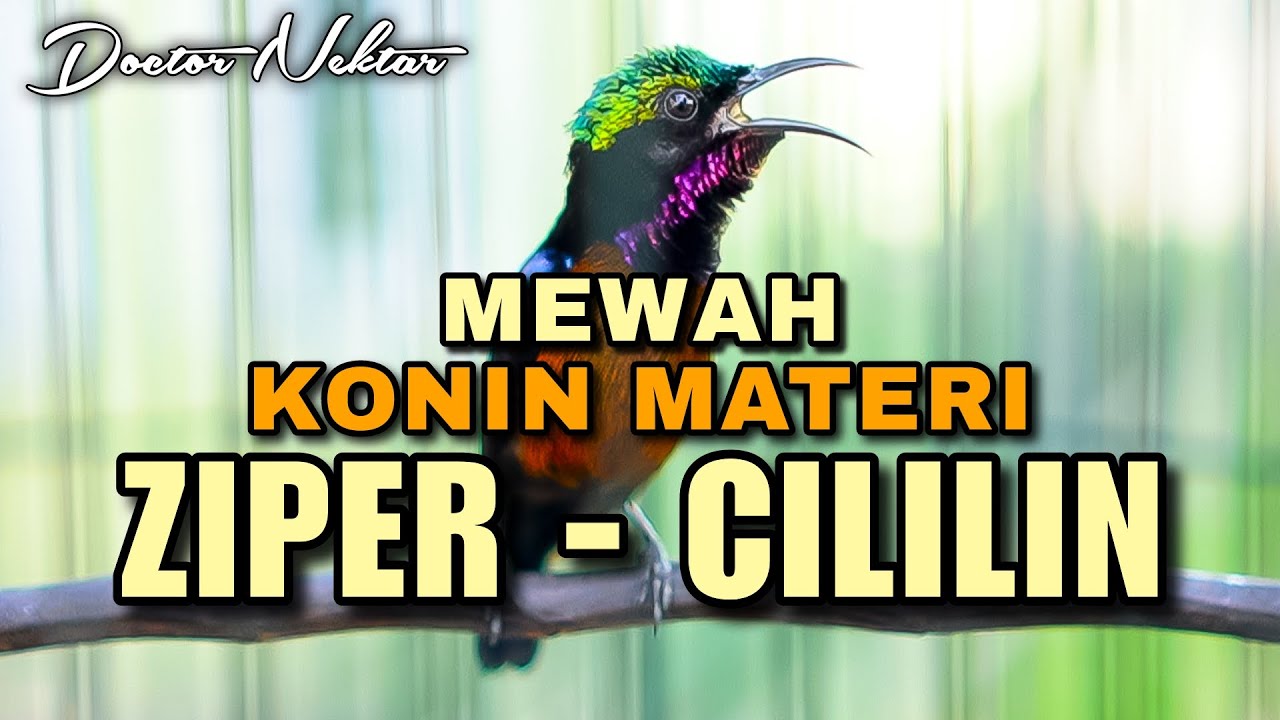 TEMBAKAN MEWAH KONIN GACOR FUL ISIAN MATERI CILILIN MIX ZIPER PANJANG COCOK BUAT MASTERAN KOLIBRI