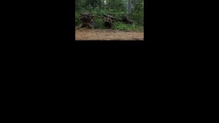 ADF | Ambush? Countered #Shorts