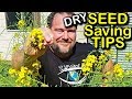 Seed Saving Tips Ep 1 - Dry Seeds | Organic Gardening