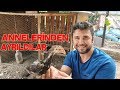 Hint Civcivler Annelerinden Ayrıldı Chicks separated from their mother