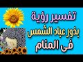 تفسير رؤية بذور عباد الشمس فى المنام 
